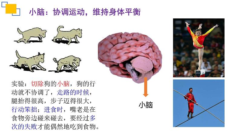 专题14人体生命活动的调节（二）课件PPT07