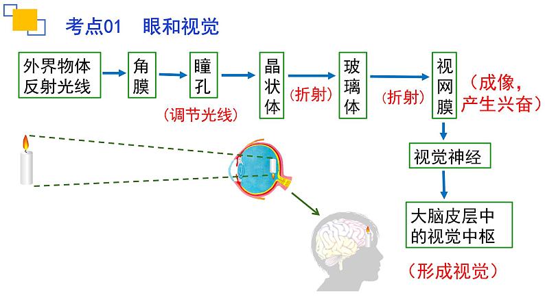 专题14人体生命活动的调节（一）课件PPT07