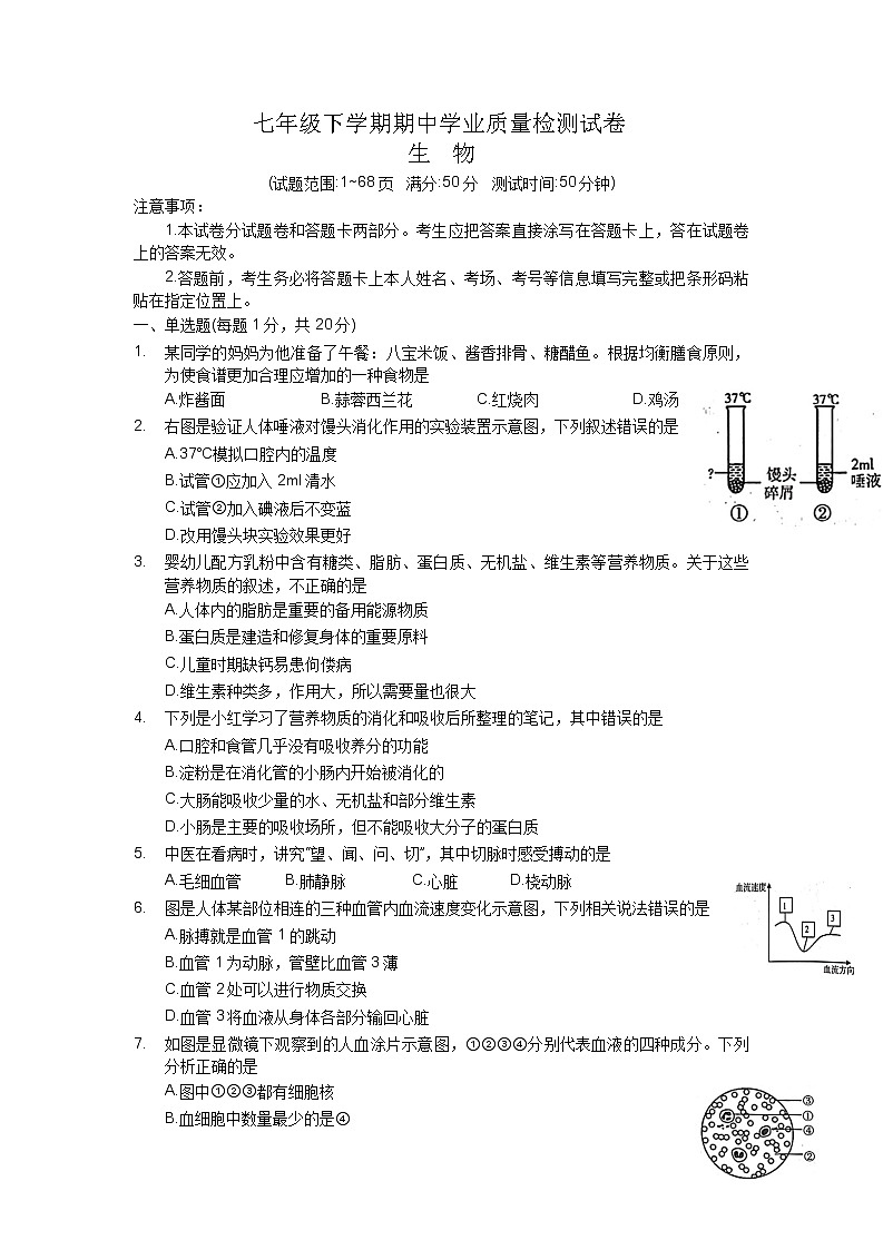 河南省安阳市安阳县2022-2023学年七年级下学期期中生物试题01