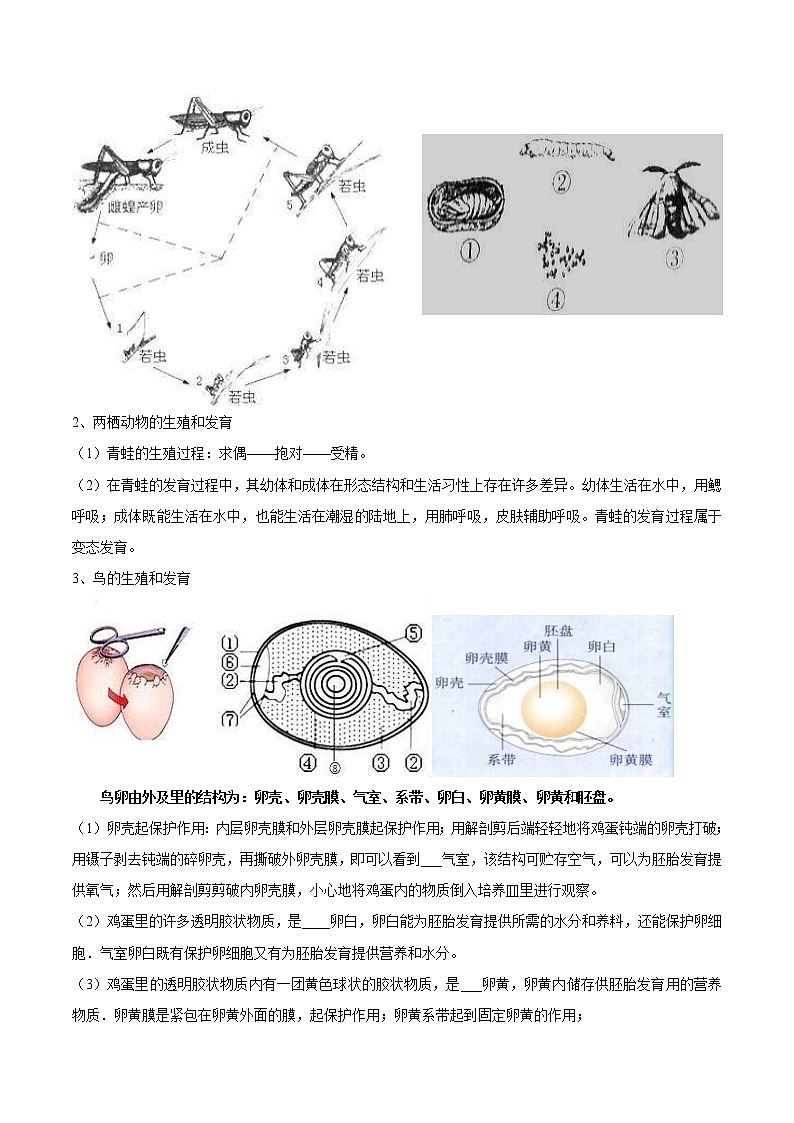 中考生物一轮复习核心考点必背专题十一 生物的生殖和发育02