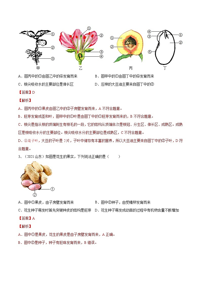 中考生物二轮复习专题03 被子植物的一生（教师版）第3页