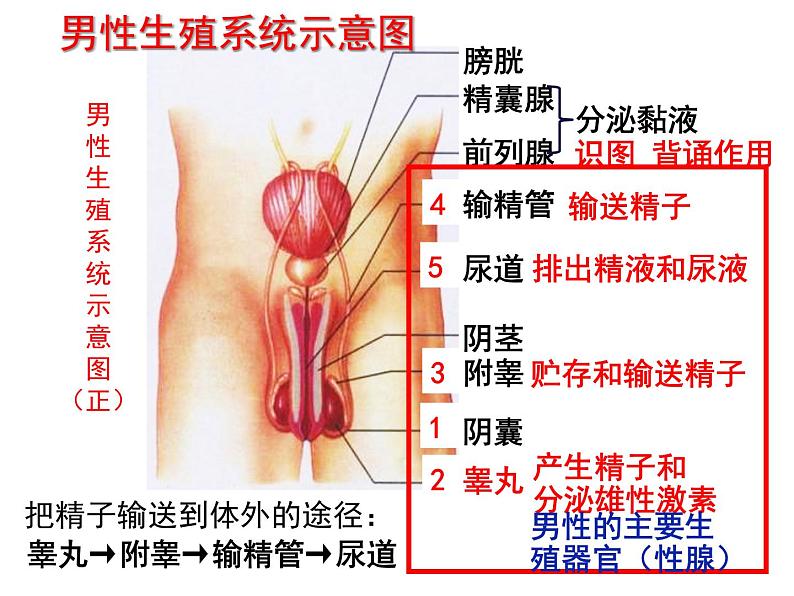 七年级下册人教版生物4.1.2人的生殖 课时1课件PPT04