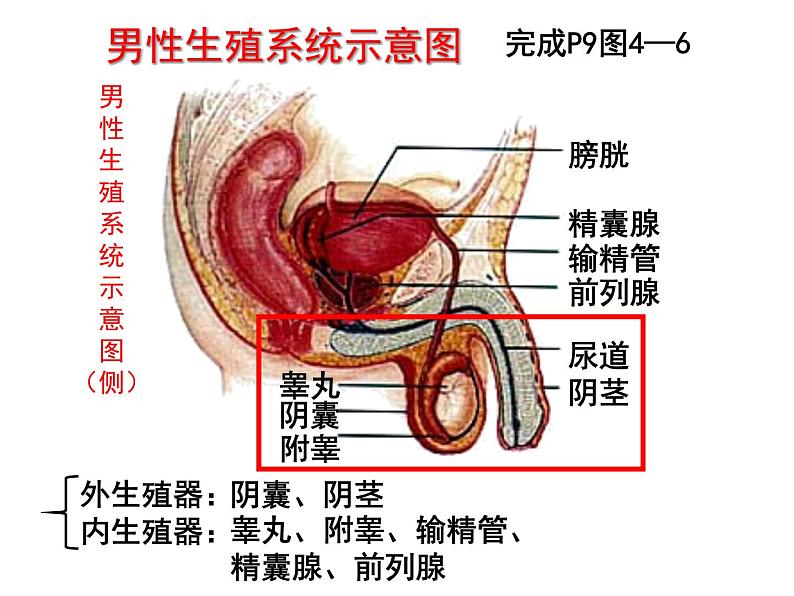 七年级下册人教版生物4.1.2人的生殖 课时1课件PPT05