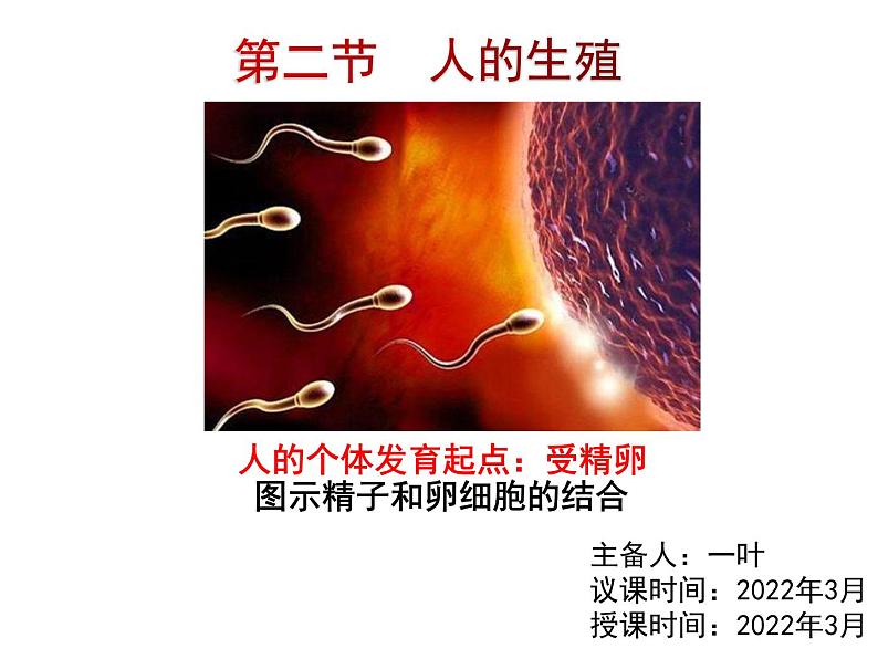 七年级下册人教版生物4.1.2人的生殖 课时2课件PPT第2页