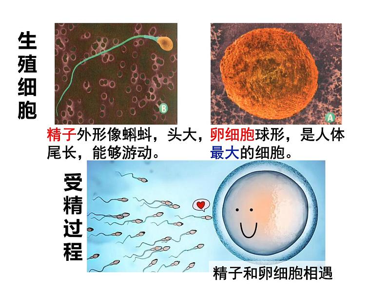 七年级下册人教版生物4.1.2人的生殖 课时2课件PPT第3页