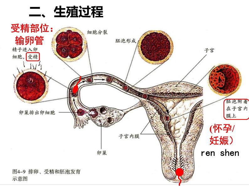 七年级下册人教版生物4.1.2人的生殖 课时2课件PPT第4页