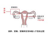 七年级下册人教版生物4.1.2人的生殖 课时2课件PPT