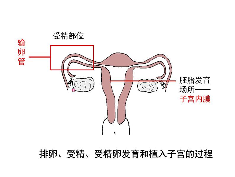 七年级下册人教版生物4.1.2人的生殖 课时2课件PPT第5页