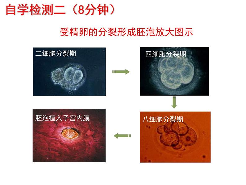 七年级下册人教版生物4.1.2人的生殖 课时2课件PPT第6页