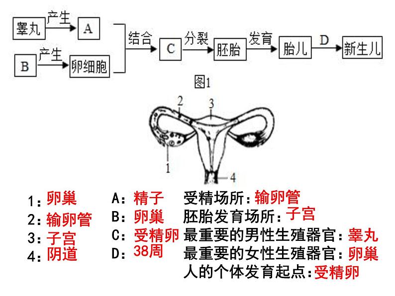 七年级下册人教版生物4.1.3青春期课件PPT第1页