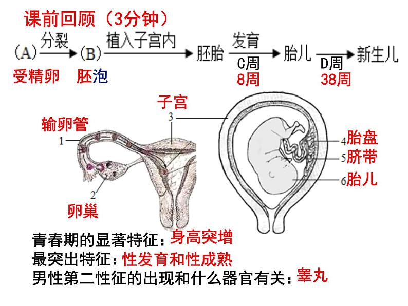 七年级下册人教版生物4.2.1食物中的营养物质课件PPT01