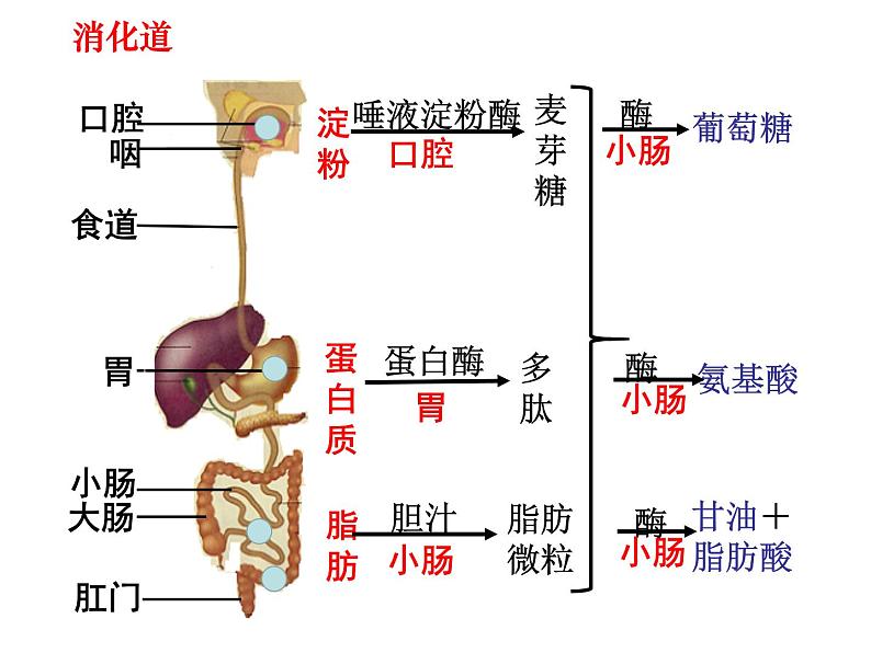 七年级下册人教版生物4.2.2消化和吸收 课时2课件PPT01