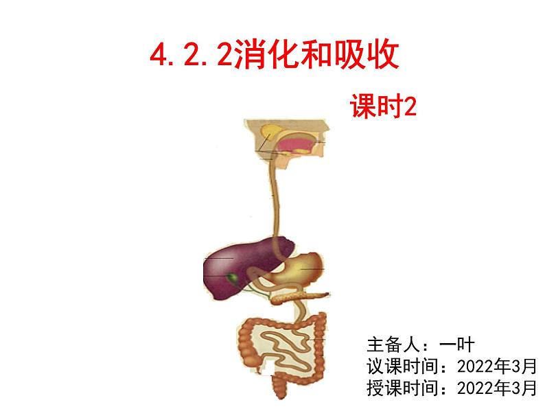 七年级下册人教版生物4.2.2消化和吸收 课时2课件PPT03