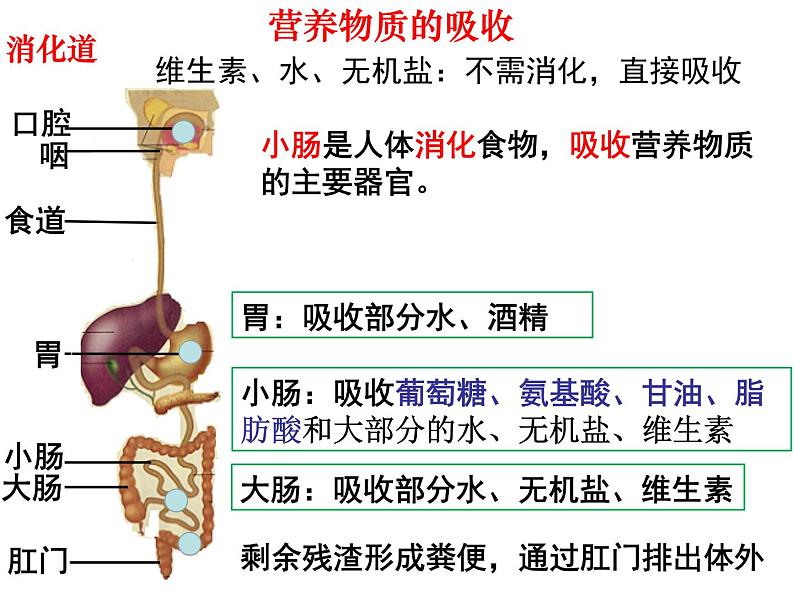 七年级下册人教版生物4.2.2消化和吸收 课时2课件PPT04