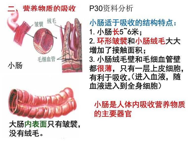 七年级下册人教版生物4.2.2消化和吸收 课时2课件PPT05