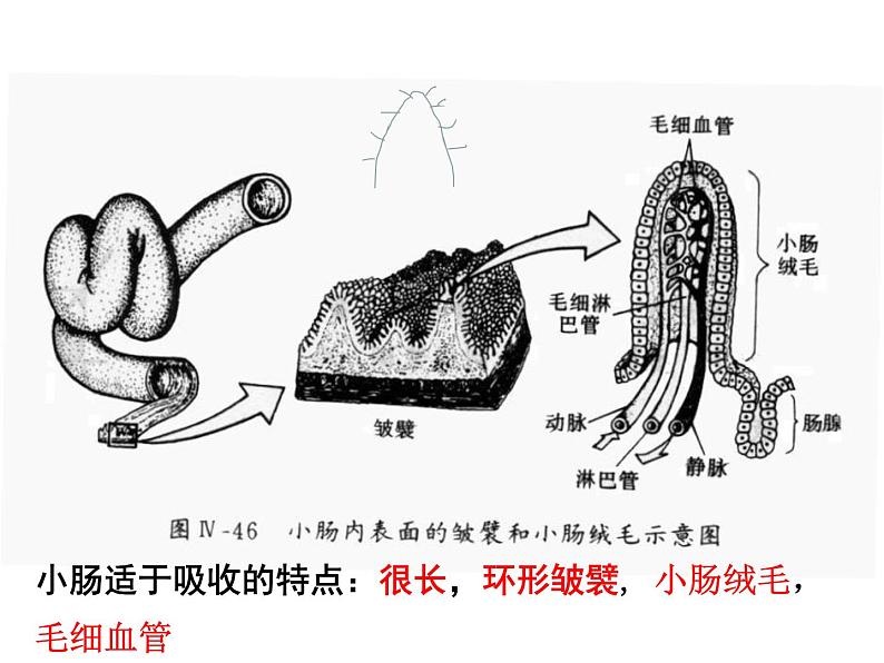 七年级下册人教版生物4.2.2消化和吸收 课时2课件PPT06