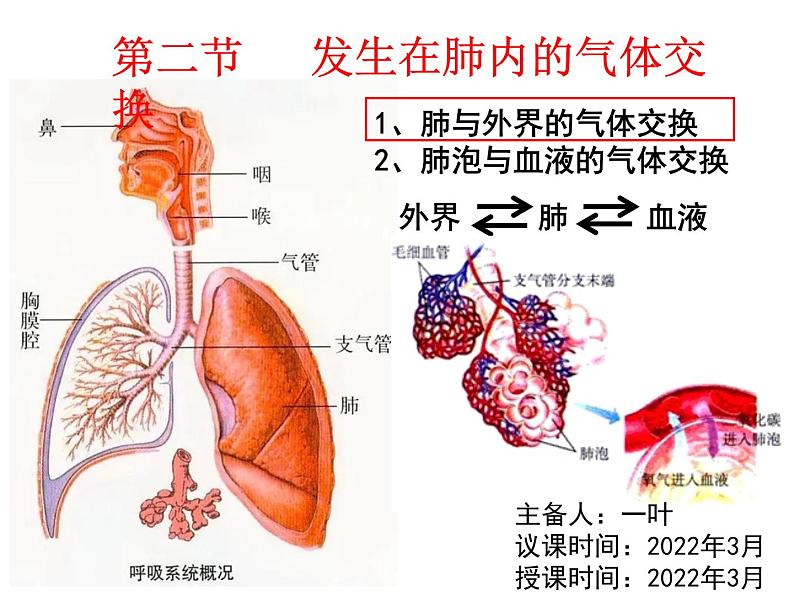 七年级下册人教版生物4.3.2发生在肺内的气体交换 课时1课件PPT03