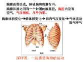 七年级下册人教版生物4.3.2发生在肺内的气体交换 课时1课件PPT