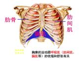 七年级下册人教版生物4.3.2发生在肺内的气体交换 课时1课件PPT