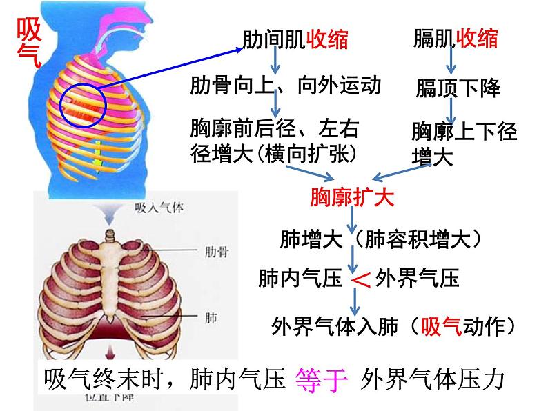 七年级下册人教版生物4.3.2发生在肺内的气体交换 课时1课件PPT06