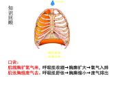 七年级下册人教版生物4.3.2发生在肺内的气体交换 课时2课件PPT