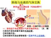 七年级下册人教版生物4.3.2发生在肺内的气体交换 课时2课件PPT