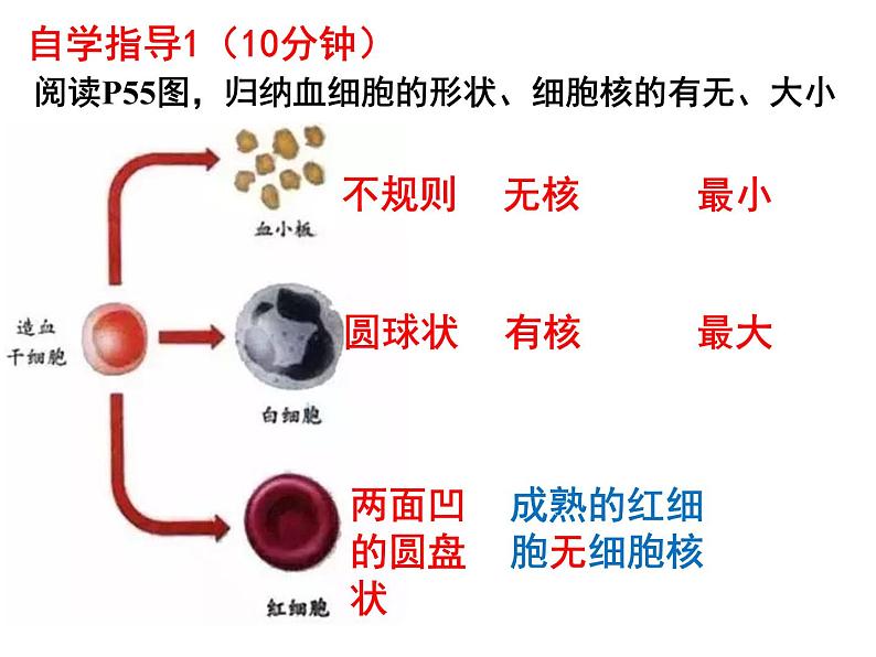 七年级下册人教版生物4.4.1流动的组织—血液课件PPT03