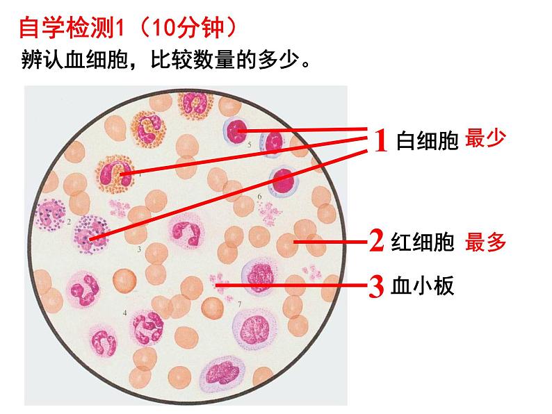 七年级下册人教版生物4.4.1流动的组织—血液课件PPT04