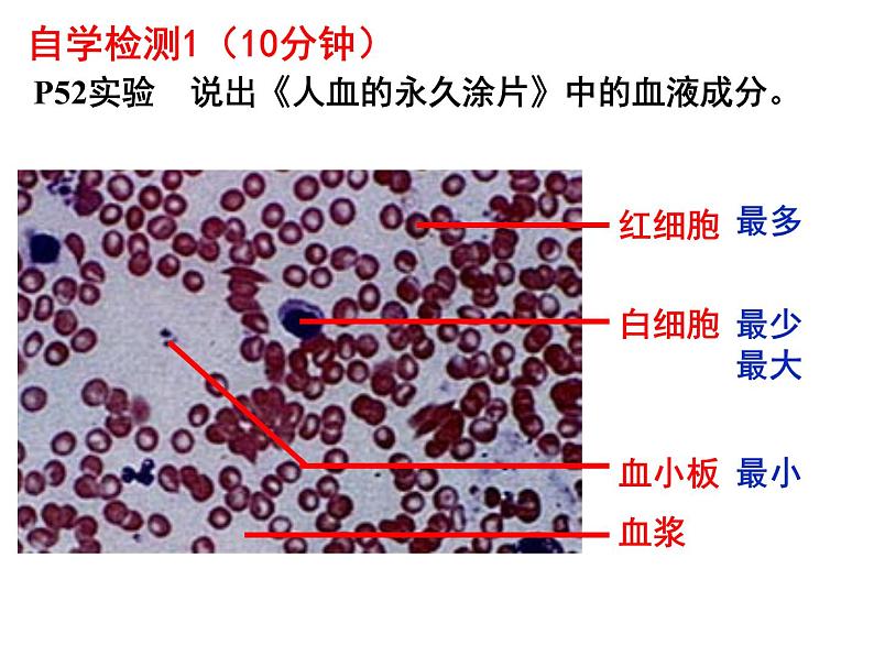 七年级下册人教版生物4.4.1流动的组织—血液课件PPT05