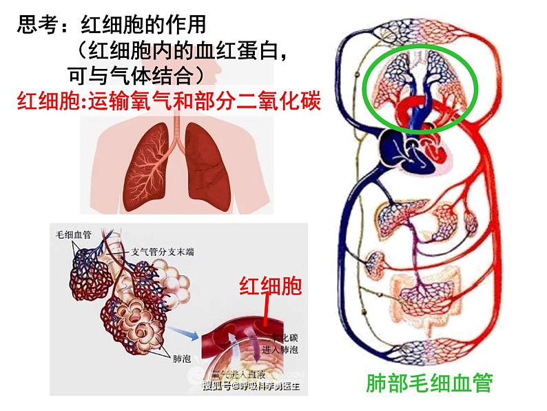 七年级下册人教版生物4.4.1流动的组织—血液课件PPT06