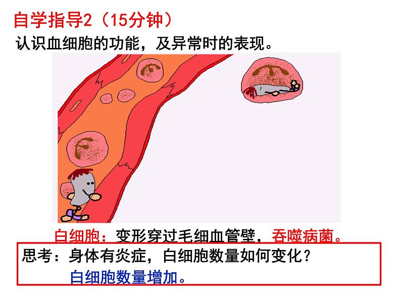 七年级下册人教版生物4.4.1流动的组织—血液课件PPT08