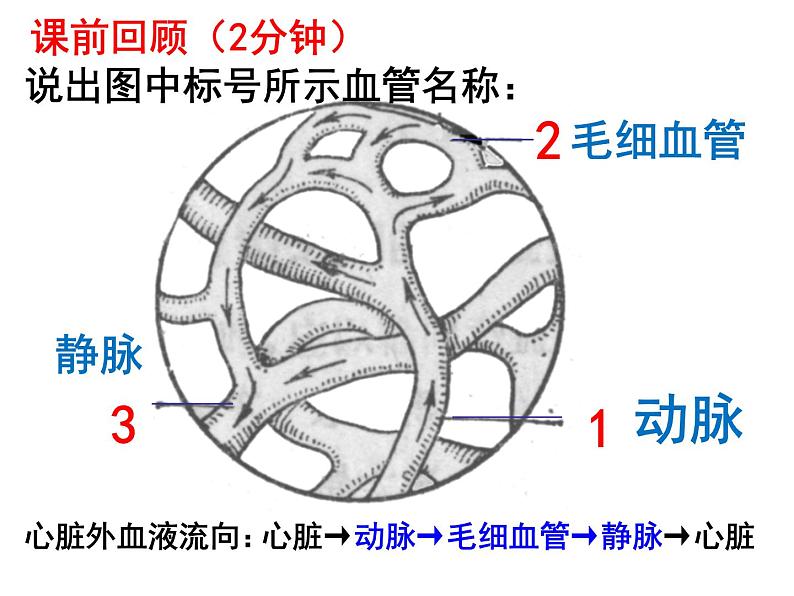 七年级下册人教版生物4.4.3输送血液的泵——心脏课时1课件PPT02