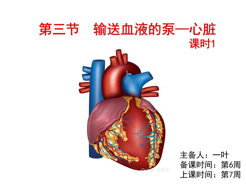 七年级下册人教版生物4.4.3输送血液的泵——心脏课时1课件PPT03