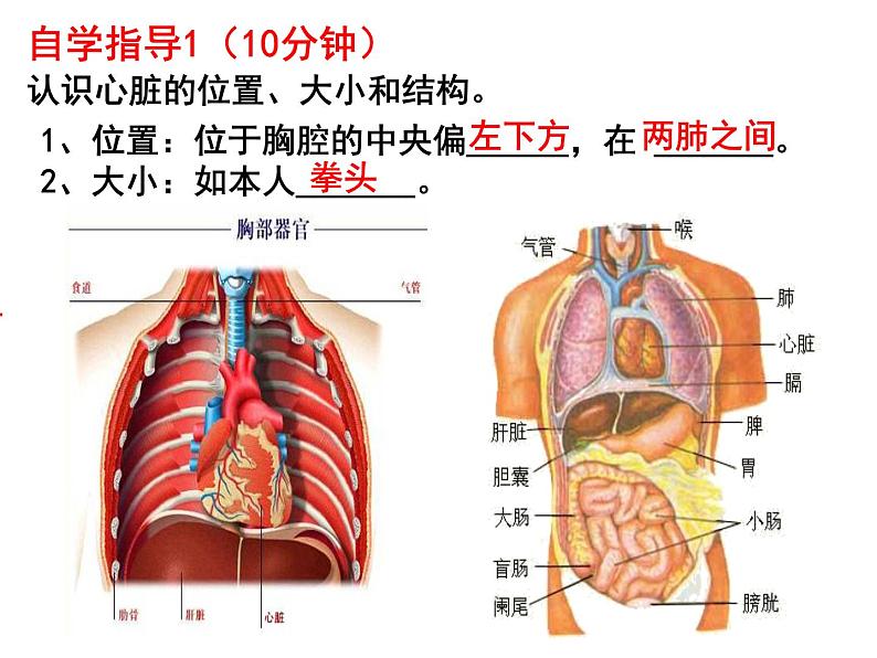 七年级下册人教版生物4.4.3输送血液的泵——心脏课时1课件PPT04