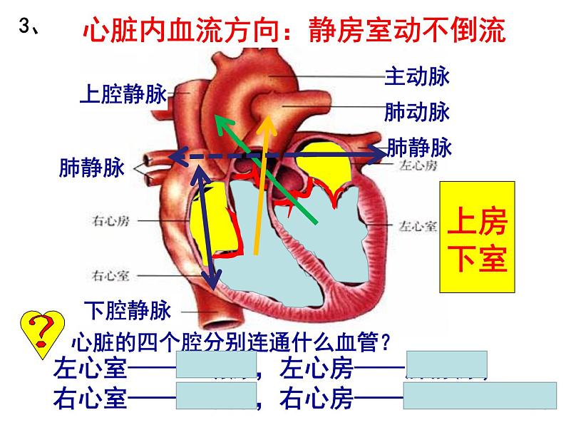 七年级下册人教版生物4.4.3输送血液的泵——心脏课时1课件PPT05