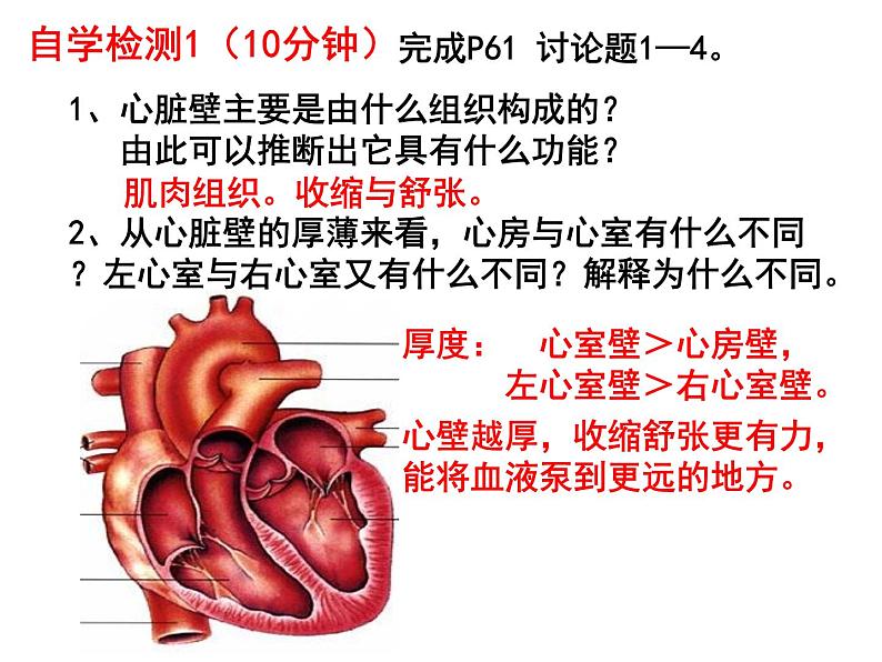 七年级下册人教版生物4.4.3输送血液的泵——心脏课时1课件PPT06