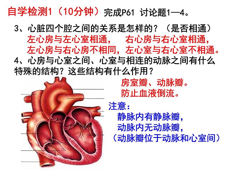 七年级下册人教版生物4.4.3输送血液的泵——心脏课时1课件PPT07