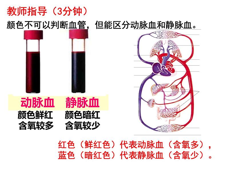 七年级下册人教版生物4.4.3输送血液的泵——心脏课时2课件PPT第4页