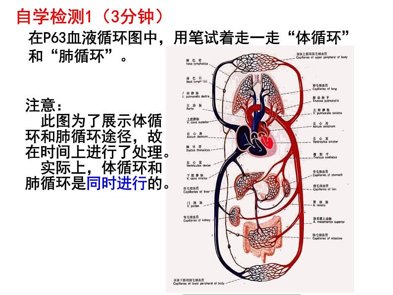 七年级下册人教版生物4.4.3输送血液的泵——心脏课时2课件PPT第7页