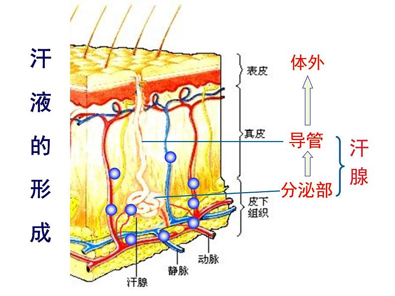 七年级下册人教版生物4.4.5人体内废物的排出 课时1课件PPT第4页