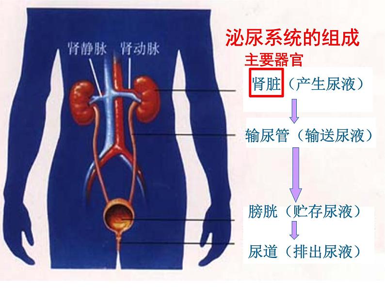 七年级下册人教版生物4.4.5人体内废物的排出 课时1课件PPT第6页