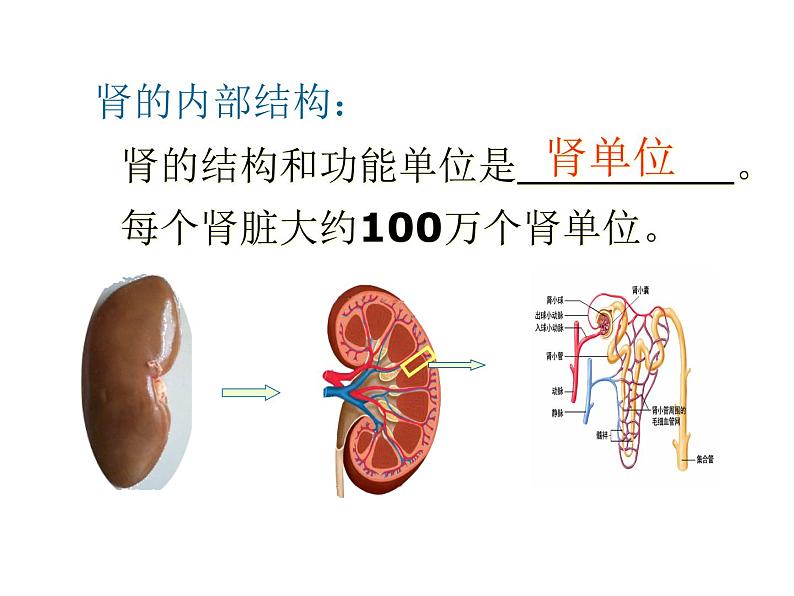 七年级下册人教版生物4.4.5人体内废物的排出 课时1课件PPT第7页