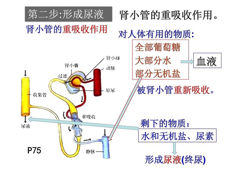 七年级下册人教版生物4.4.5人体内废物的排出 课时2课件PPT第5页