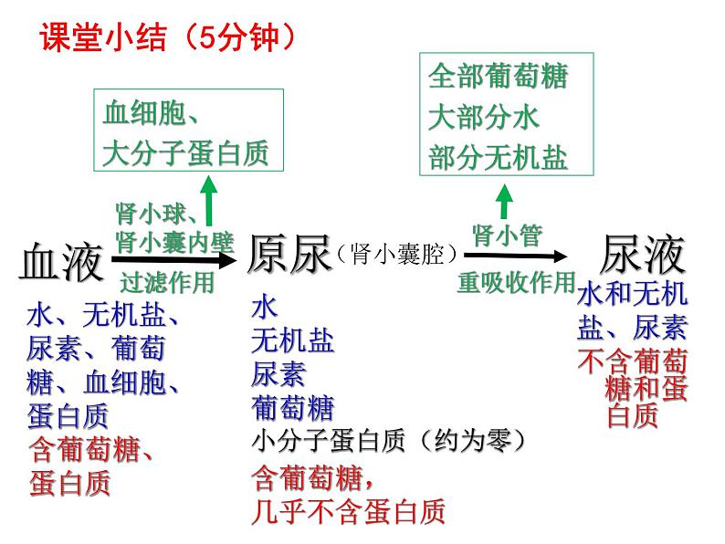 七年级下册人教版生物4.4.5人体内废物的排出 课时2课件PPT第6页