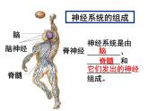 七年级下册人教版生物4.6.2神经系统的组成课件PPT