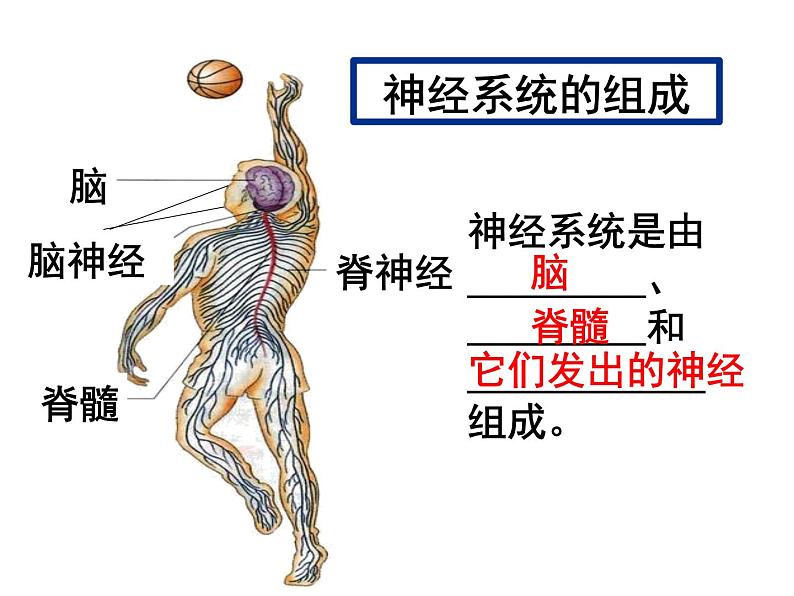 七年级下册人教版生物4.6.2神经系统的组成课件PPT03