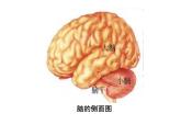 七年级下册人教版生物4.6.2神经系统的组成课件PPT