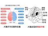 七年级下册人教版生物4.6.2神经系统的组成课件PPT