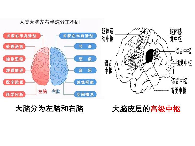 七年级下册人教版生物4.6.2神经系统的组成课件PPT05