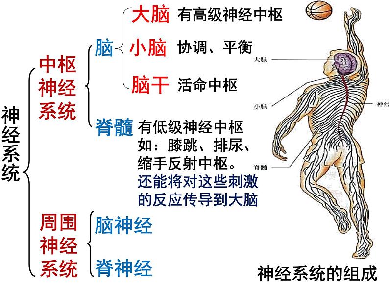 七年级下册人教版生物4.6.2神经系统的组成课件PPT06